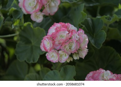 Rosebud Pelargonium Images Stock Photos Vectors Shutterstock