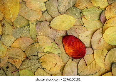 A Closeup Shot Of Beautiful Autumn Leaves With Raindrops On Them