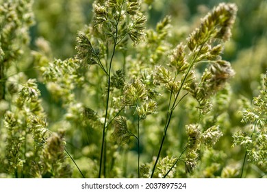 A Closeup Shot Of Beautiful Barnyard Grass Under The Sun