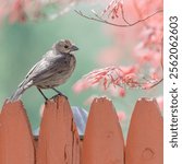 A closeup shot of a beautiful female Brown Headed Cowbird (Molothrus ater) resting on fencing