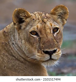 A Closeup Shot Of A Beautiful Female Lion Face