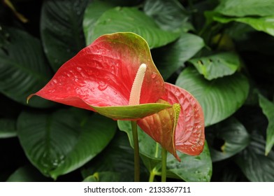 A Close-up Shot Of A Beautiful Flamingo Flower Growing At An Indoor Atrium