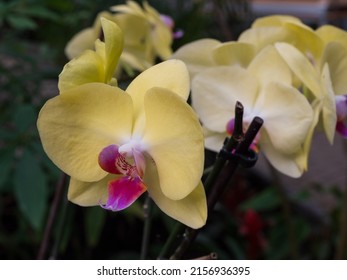 A closeup shot of beautiful Phalaenopsis aphrodite flowers in the garden in spring