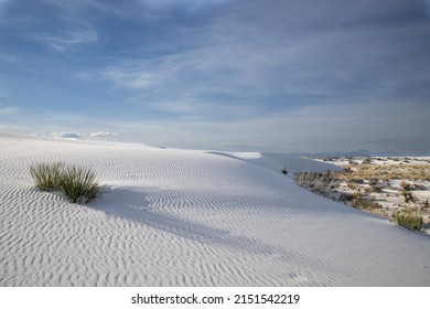 A Closeup Shot Of Beautiful Plants In Winter In White Sands National Park, USA
