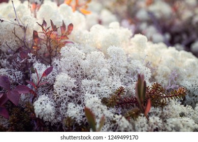 Closeup Shot Of Beautiful White Reindeer Lichen Growing In Sunlight In National Park Of Gaspe, Canada