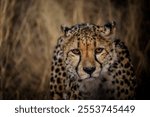 A closeup shot of a beautiful wild spotted cheetah with orange eyes on a rural field in Namibia