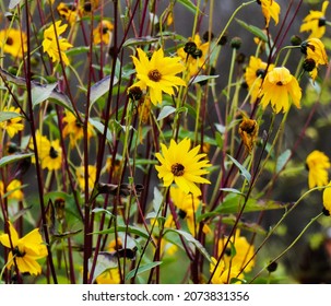 A Close-up Shot Of The Beautiful Yellow Helianthus Atrorubens Or Dark-eye Sunflowers In Nature