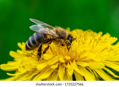 close-up shot of a bee covered with yellow pollen on a bright yellow dandelion flower - Powered by Shutterstock