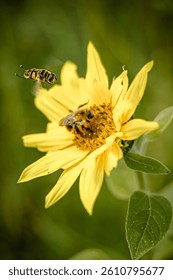 An close-up shot of a bee and a fly hovering around a vibrant flower in a sunny outdoor setting