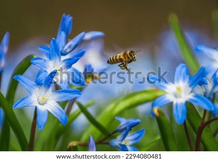 A close-up shot of a bee in motion, gracefully flying between the vibrant blue flowers of Chionodoxa, also known as Glory of the Snow.