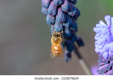 A close-up shot of a bee on a broad-leaved grape hyacinth under the sunlight