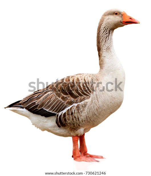 Goose Images Stock Photos Vectors Shutterstock