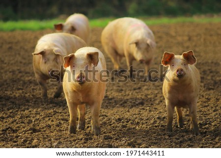 Similar – Image, Stock Photo pig Nature Animal