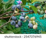 Close-up shot of big, ripe and unripe cultivated blueberries or highbush blueberries growing on branches of blueberry bush in the garden