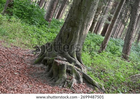 A closeup shot of big tree roots growing in the green forest
