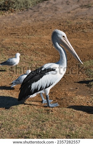 Close-up shot of a big white pelican walking slowly on grass. Graceful big seabird in Western Australia. A Pelican and some seagulls strolling around. Majestic wildlife captured in stunning detail. 