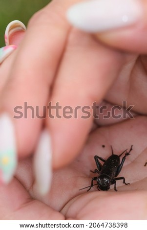 Similar – Bugs. Beetle Insect Hand