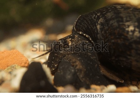 A close-up shot of a Black Devil Snail (Faunus ater)