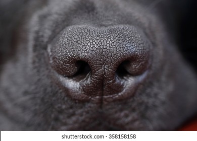 Close-up Shot Of Black Labrador Dog Nose