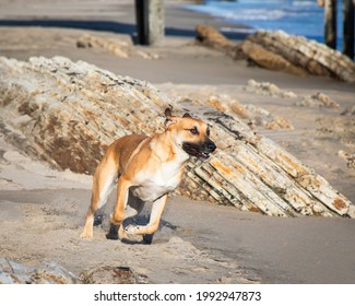 A Closeup Shot Of A Black Mouth Cur - Breed