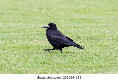 A closeup shot of a black rook bird on a grassy green field