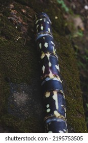 Closeup Shot Of Black Stalked Sugarcane Piece, With Selective Focus.