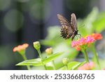 A closeup shot of a black swallowtail (Papilio polyxenes) on a pink flower in the park