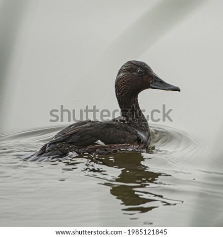 Similar – Foto Bild Wilde graue Ente auf dem See