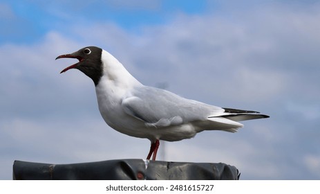 A closeup shot of a black-headed gull bird perched on a pole - Powered by Shutterstock