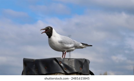 A closeup shot of a black-headed gull bird perched on a pole - Powered by Shutterstock