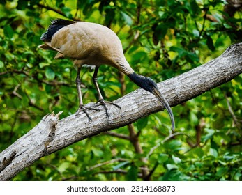 A closeup shot of black-heated Malagasy sacred ibis - Shutterstock ID 2314168873