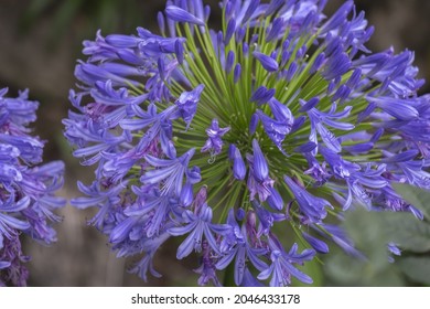 A closeup shot of blooming agapanthus also called lily of the Nile or African lily - Shutterstock ID 2046433178