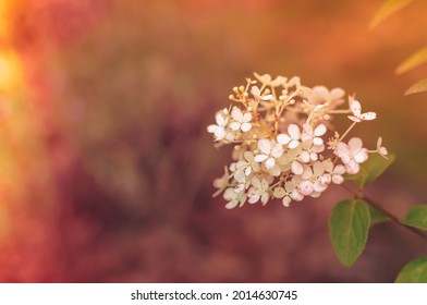 A Closeup Shot Of Blooming Arrowwood