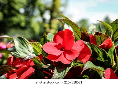 A Closeup Shot Of Blooming Balsaminaceae Flowers