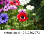 A closeup shot of blooming bright colorful anemone flowers on a field
