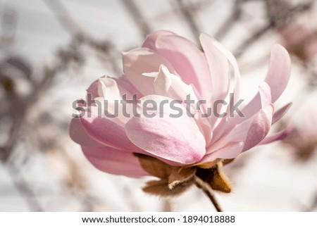 Similar – magnolia blossom