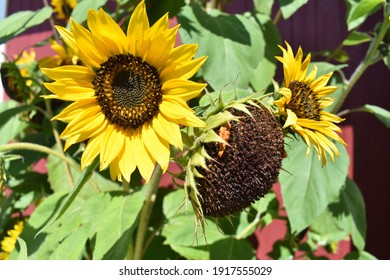 A Closeup Shot Of Blooming Sunflowers In Front Of A Red Barn