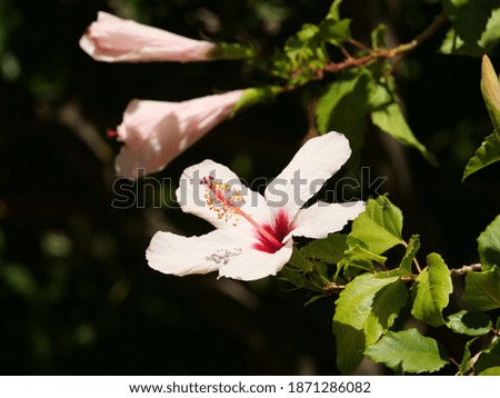 Similar – Foto Bild Weiße Hibiskusblütenblätter