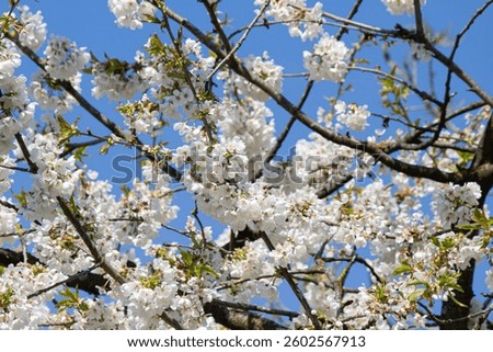 A closeup shot of blossomed cherry tree white flowers against a blue sky