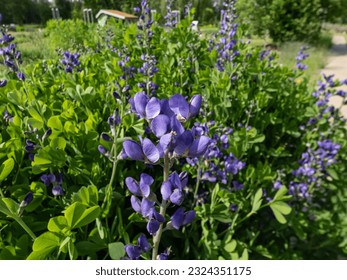Close-up shot of the blue false indigo or wild indigo (Baptisia australis) flowering with racemes with pea-like flowers that vary in colour from light blue to deep violet in a park - Shutterstock ID 2324351175