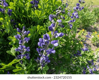 Close-up shot of the blue false indigo or wild indigo (Baptisia australis) flowering with racemes with pea-like flowers that vary in colour from light blue to deep violet in a park