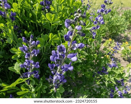 Close-up shot of the blue false indigo or wild indigo (Baptisia australis) flowering with racemes with pea-like flowers that vary in colour from light blue to deep violet in a park
