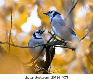 A Closeup Shot Of Blue Jay Birds Pair In The Fall Foliage