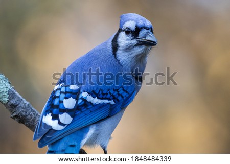 Similar – Eichelhäher im Baum Natur