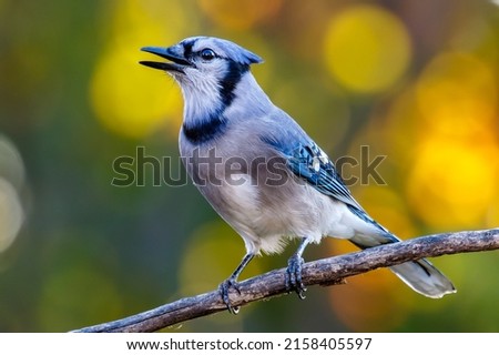 A close-up shot of a blue jay perched on a twig on a blurred bokeh background