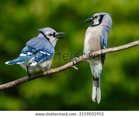 A closeup shot of blue jays perched on a tree branch