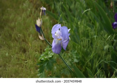 A Closeup Shot Of Blue Sweet Iris Flowers