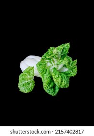 A Closeup Shot Of A Bok Choy Chinese Cabbage With Black Background