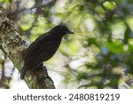 A close-up shot of a Bornean whistling thrush (Myophonus borneensis) perching on a tree branch in the forest in Kinabalu National Park. All black plumage. An endemic species to Borneo. 