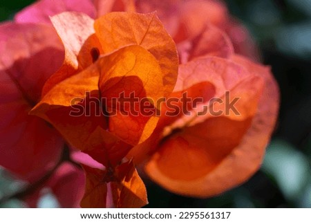 A close-up shot of bougainvillea flowers surrounded by orange bracts and green leaves. Orange bougainvillea, bougainvillea flower shot with selective focus.